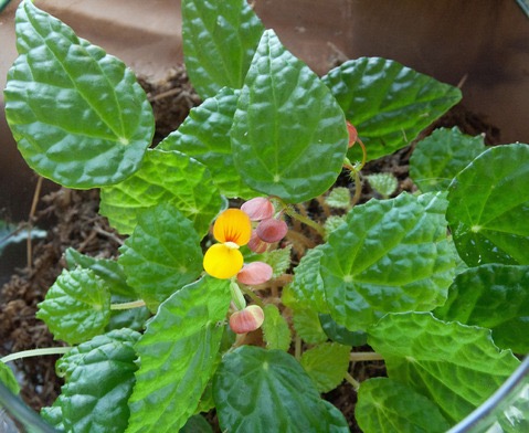 B. ‘Gold Coast’